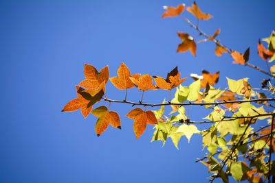 Low angle view of maple tree against blue sky