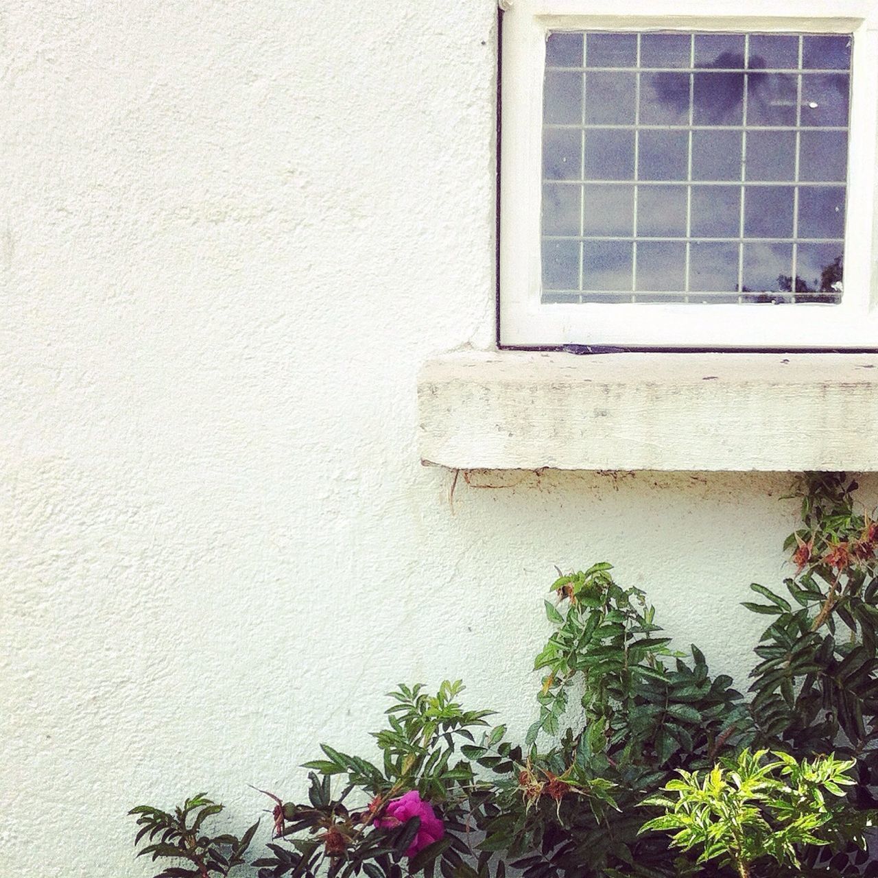 window, architecture, built structure, building exterior, plant, house, growth, glass - material, wall - building feature, residential structure, wall, leaf, residential building, building, ivy, day, potted plant, green color, window sill, no people