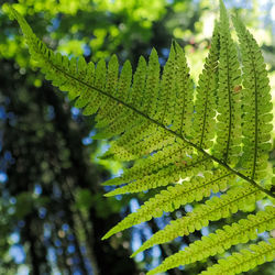 Close-up of green leaves