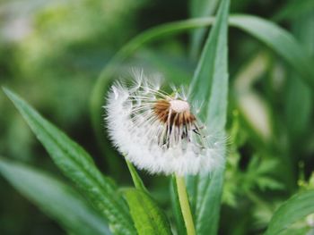 Close-up of white dandelion flower