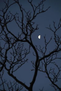 Low angle view of silhouette tree against sky at night