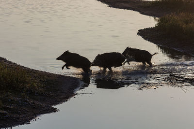 Wild boars at lake