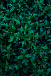 Full frame of dark green leaves in the park background image