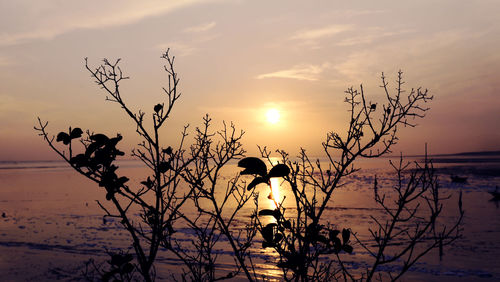 Silhouette plants against sky during sunset