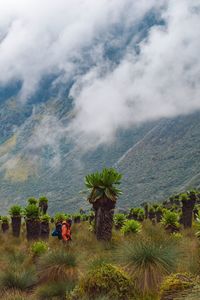 A hiker against the foggy background of mount baker, rwenzori mountains national park, uganda