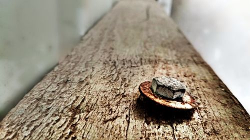 Close-up of rusty metal on tree trunk