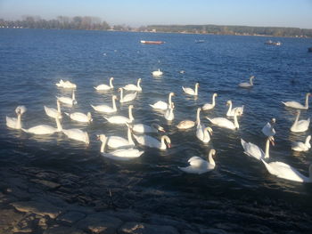 Swans in water against sky