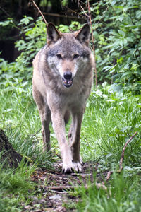 Portrait of an animal on field