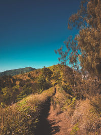 Trees on landscape against clear blue sky