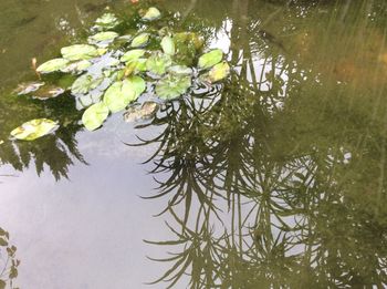 Reflection of trees in water