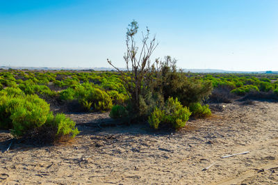 Scenic view of land against clear blue sky