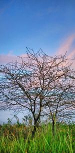 Bare tree against sky