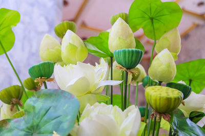 Blooming, exotic, delicate, white flowers bloom in spring, branches with green leaves. close-up