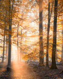 Trees in forest during sunset