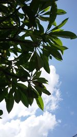 Low angle view of leaves against sky