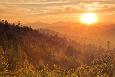 Scenic view of forest during sunset