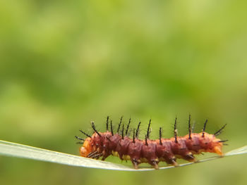 Close-up of ant on leaf