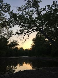 Reflection of trees in lake