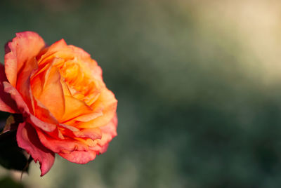 Close-up of orange rose against blurred background