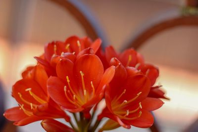 Close-up of red flowering plant