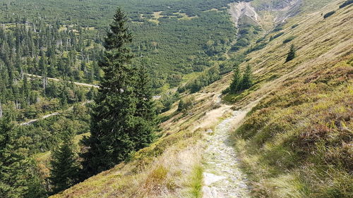 High angle view of pine trees in forest