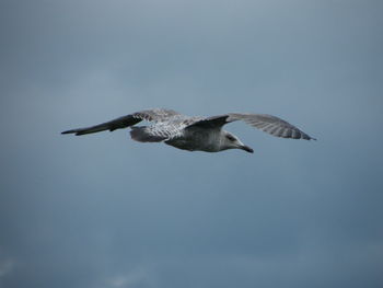 Bird flying in sky