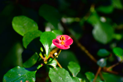 Close-up of pink flowering plant