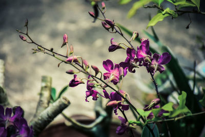 Close-up of pink flowers blooming on branch