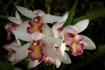 Close-up of pink flowers blooming outdoors