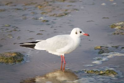 Seagull perching on a beach