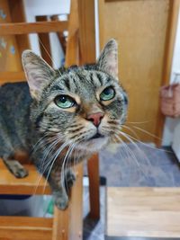 Close-up portrait of cat