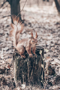 Squirrel on tree trunk