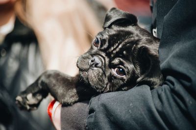 Close-up portrait of dog relaxing on floor