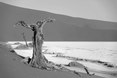 Tree by sea against sky