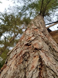 Low angle view of tree trunk