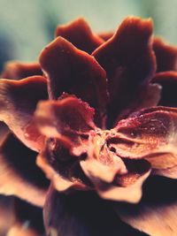 Close-up of flower