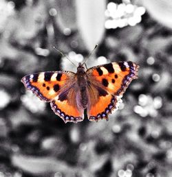 Close-up of butterfly on leaf