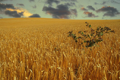 Scenic view of wheat field against sky