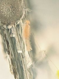 Close-up of flowers against blurred background