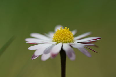 Close-up of white flower