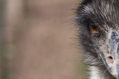 Close-up of emu