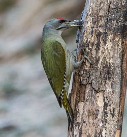 Close-up of bird perching on tree trunk