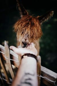 Cropped image of hand touching alpaca