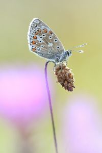 Close-up of butterfly on plant