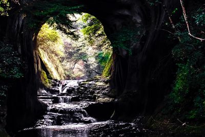 Scenic view of forest