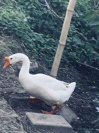 High angle view of swan swimming in lake