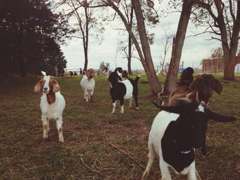 Sheep grazing on field