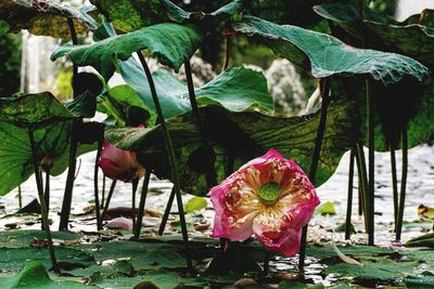 Close-up of pink lotus water lily