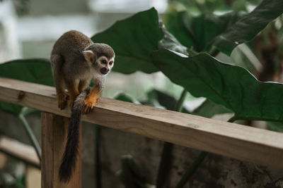 Monkey sitting on railing