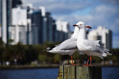 Seagull perching on wooden post